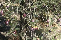 Fruits mûrissants - olives tournantes