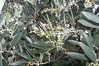 Olives grossissant