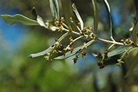 Petites olives en formation